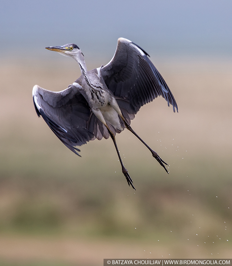 mongolia birding tours